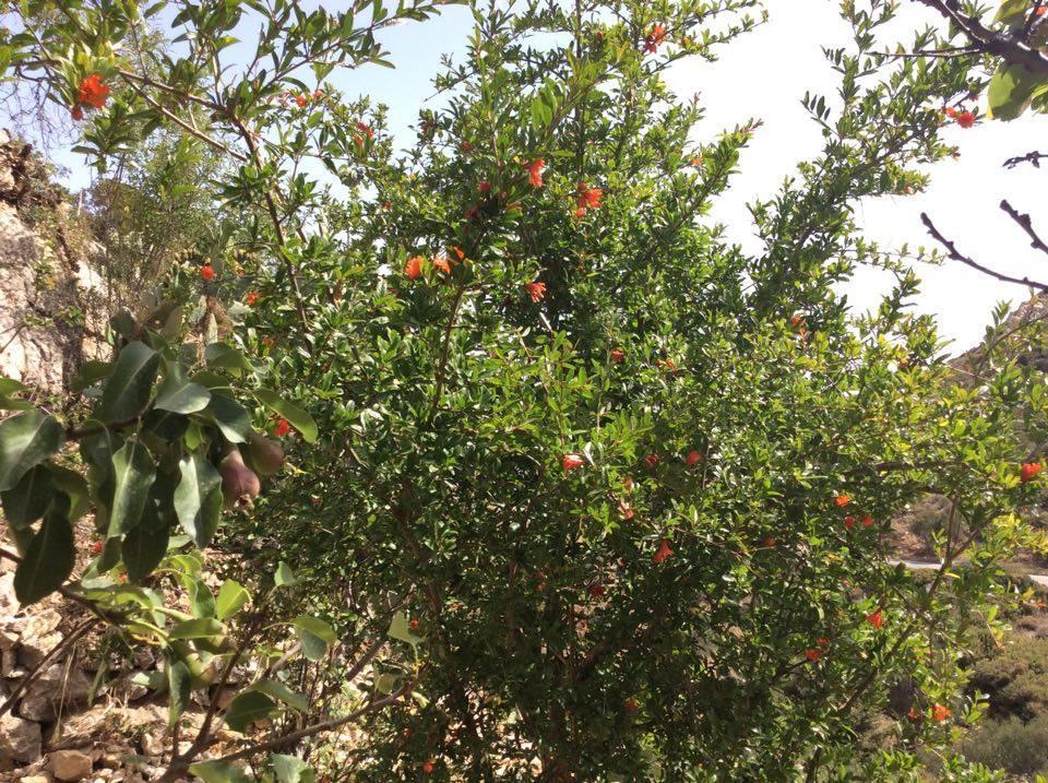 Menetaí La Villa Di Zazopetra מראה חיצוני תמונה